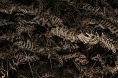 20221121_Feuilles_EricV_03_DSCF4577