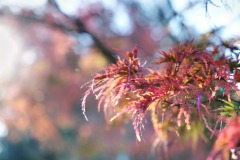 20221121_Feuilles_EricV_04_DSCF6176