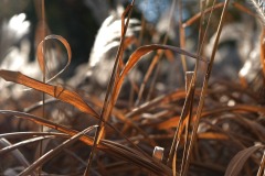 20221121_Feuilles_EricV_05_DSCF6204