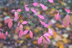 20221121_Feuilles_EricV_06_DSCF6184