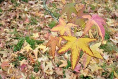 20221121_Feuilles_Genevieve-P-2