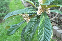 20221121_Feuilles_Genevieve-P-2