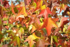 20221121_Feuilles_Genevieve-P-2