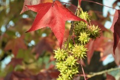 20221121_Feuilles_Genevieve-P-2