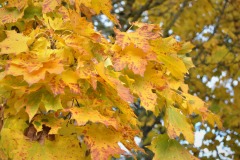 20221121_Feuilles_Genevieve-P-2