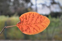 20221121_Feuilles_Genevieve-P-3
