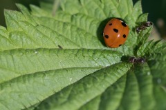 20221121_Feuilles_Helene-H-1