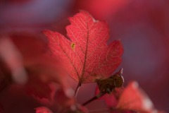 20221121_Feuilles_Helene-H-3