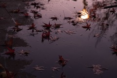20221121_Feuilles_Helene-H-4