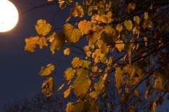 20221121_Feuilles_Helene-H-5