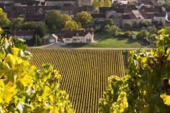 20221121_Feuilles_Helene-H-6