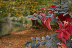 20221121_Feuilles_Philippe-S_IMG_1101