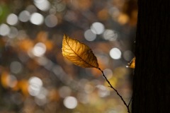 20221121_Feuilles_Philippe-S_IMG_1199