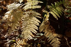 20221121_Feuilles_Philippe-S_IMG_1281