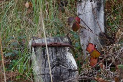 20221121_Feuilles_Philippe-S_IMG_1330